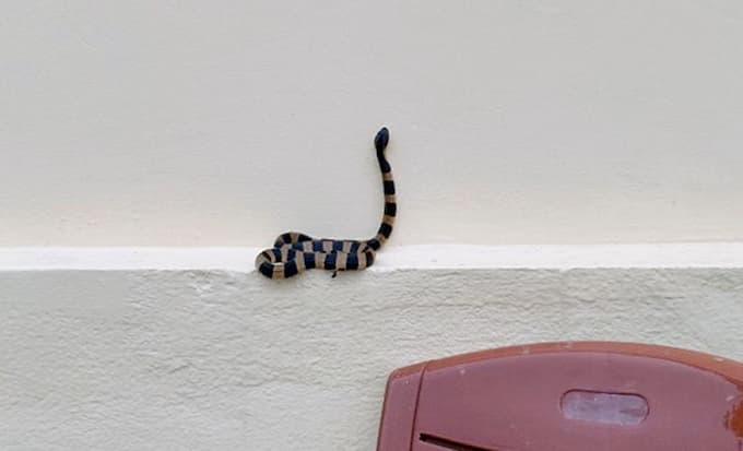 Điềm báo khi rắn bò vào nhà
